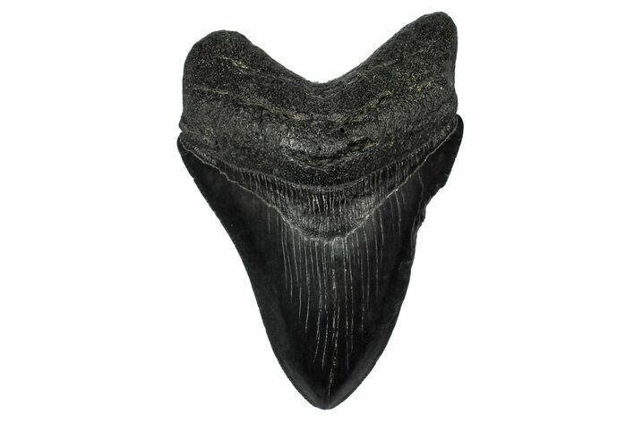 Fossil Megalodon Tooth - South Carolina #345807